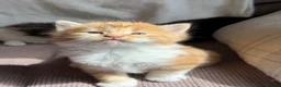 Mixed Breed cats for sale: 7 very fluffy Mainecoon mix breed kittens  - Advert 20