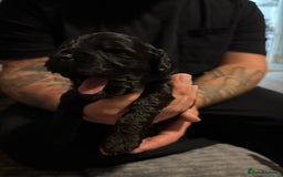 Mixed Breed dogs for sale: Beautiful miniature Labrador x cockapoo  - Image 9