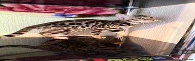 Bengal 5 silver