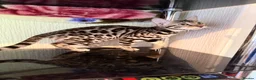 Bengal cats for sale: TICA, GCCF Champion Bloodline Bengal Kittens in London - Advert 26