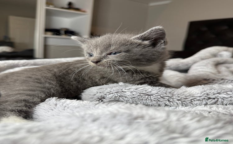 British Shorthair cats for sale - Advert 1