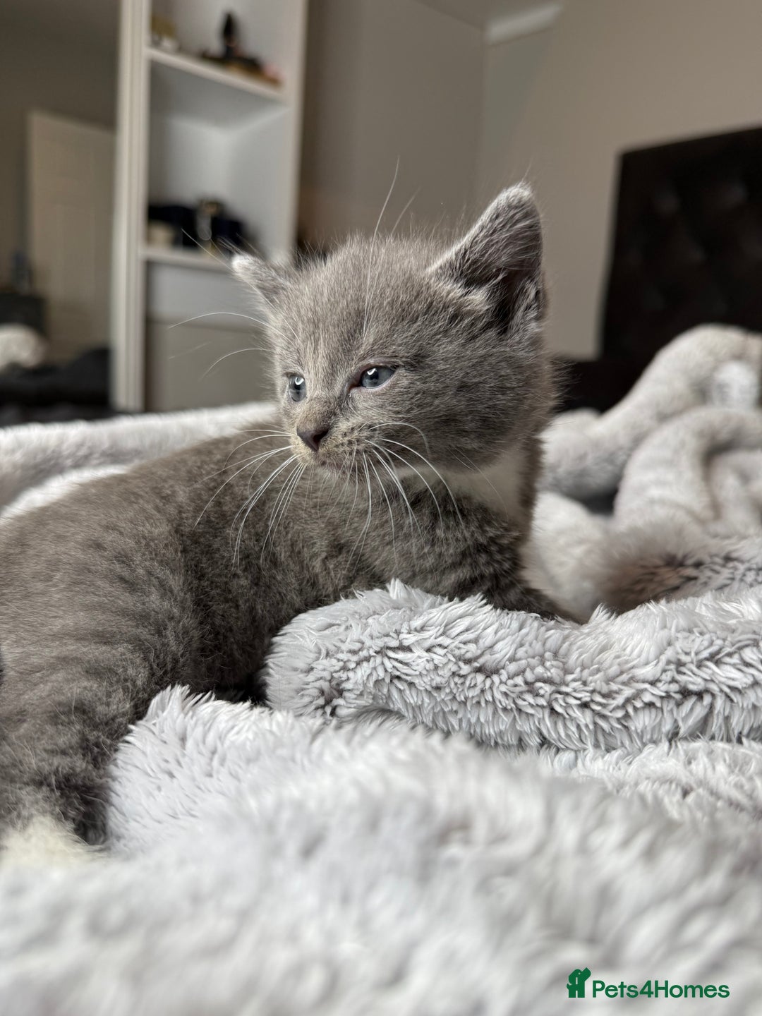 British Shorthair cats for sale: Our beautiful cute shorthair blue kittens - Image 2