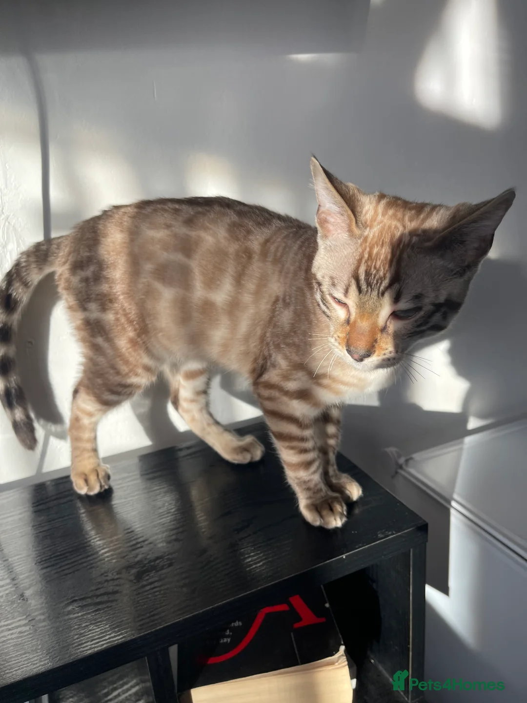 Bengal cats for sale: Snow Lynx Bengal Male kitten - Advert 5