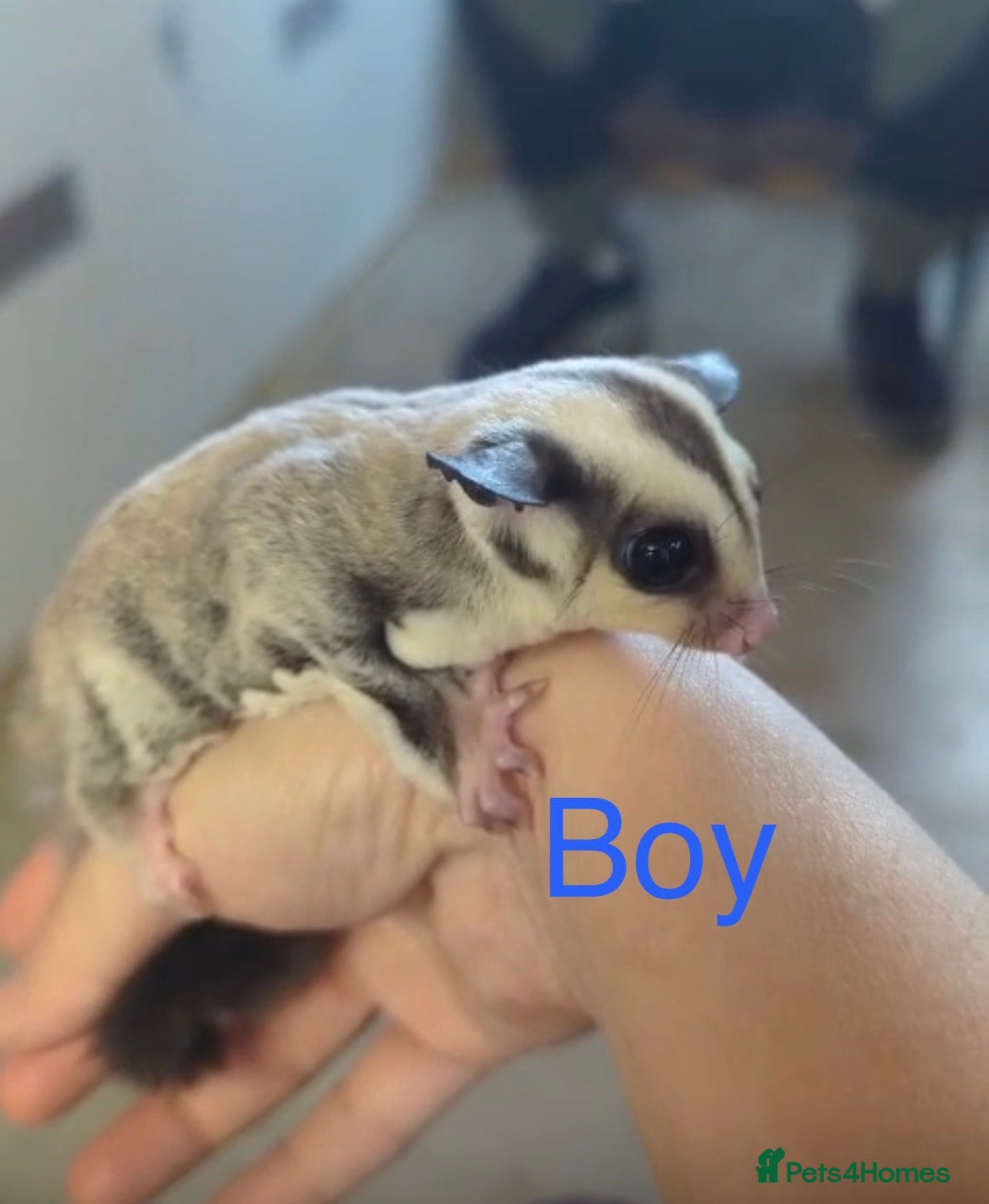 Sugar Glider rodents Brother and sister bonded pair sugar gliders  - Advert 2