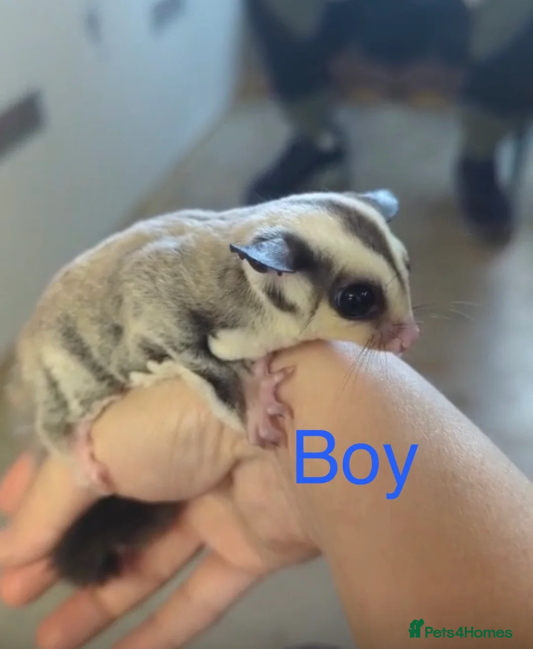 Sugar Glider rodents for sale: Brother and sister bonded pair sugar gliders  - Advert 2