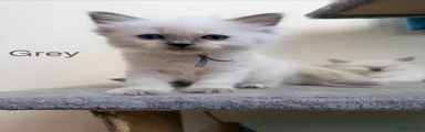Ragdoll 4 Gray