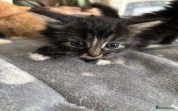 Mixed Breed cats for sale: sweet, cute kitten (Bsh X persian)  - Image 5