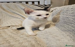 Mixed Breed cats for sale: 8 lovely kittens for sale - Image 5
