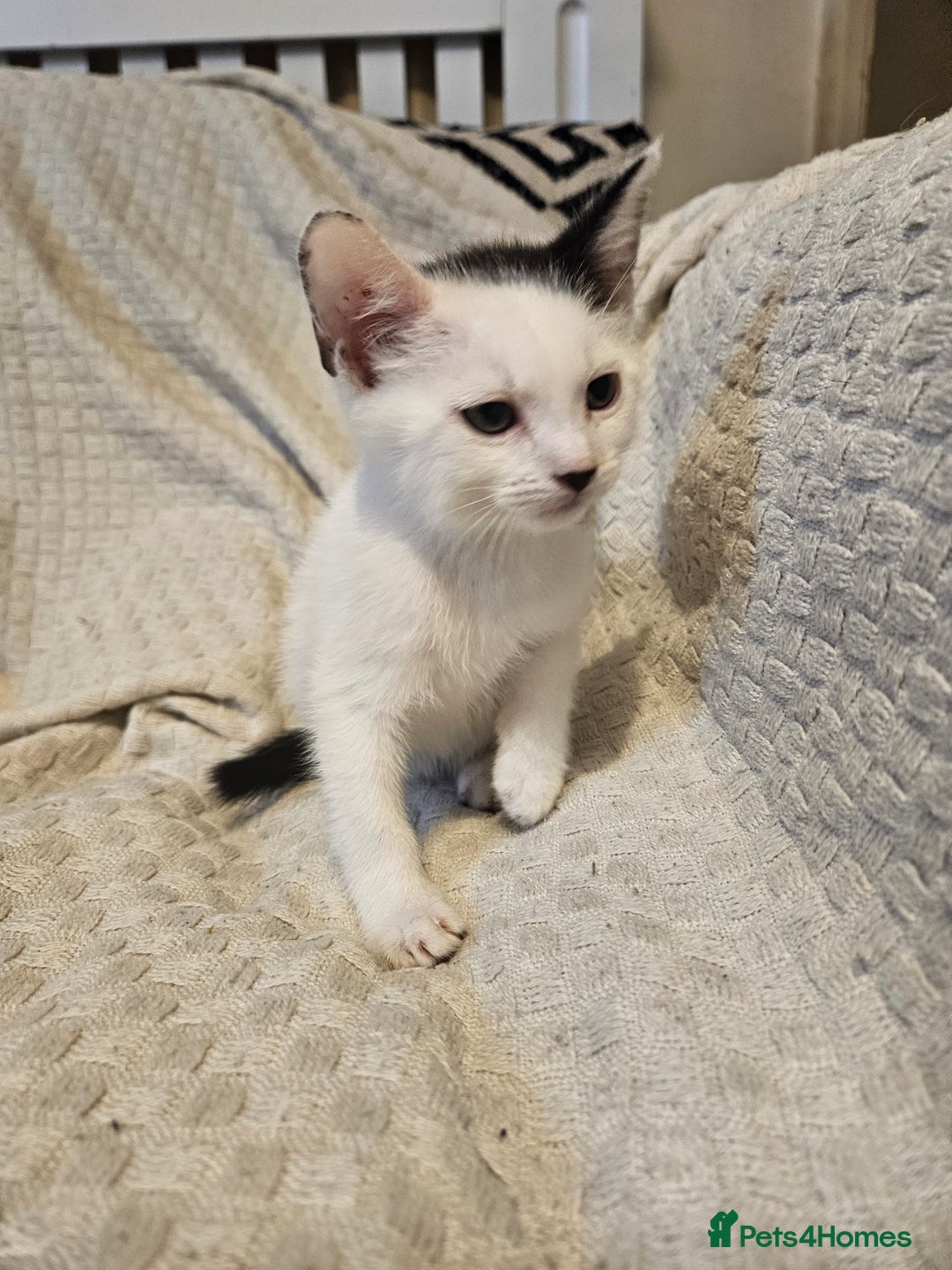 Mixed Breed cats for sale: 8 lovely kittens for sale - Image 5