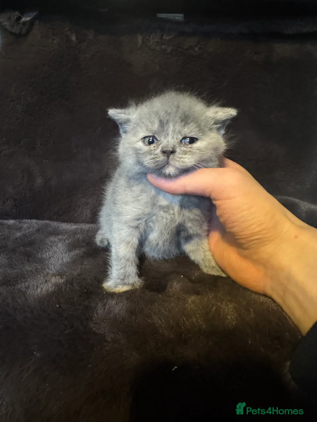 British Shorthair cats for sale: Tica reg BSH kittens  - Advert 13