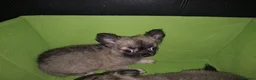 Chihuahua dogs for sale: Quality KC registered puppies  in Chatham - Advert 19