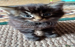 British Shorthair cats for sale: 2 beautiful little kittens ready to be loe - Image 1