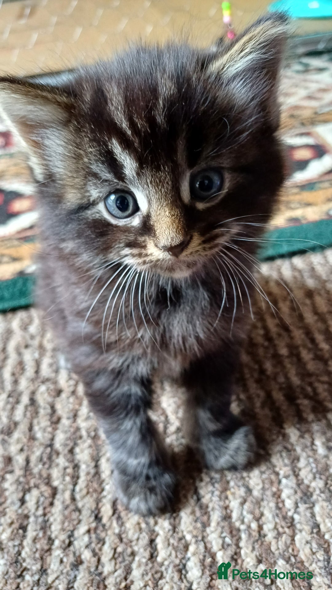 British Shorthair cats for sale: 2 beautiful little kittens ready to be loe - Image 1