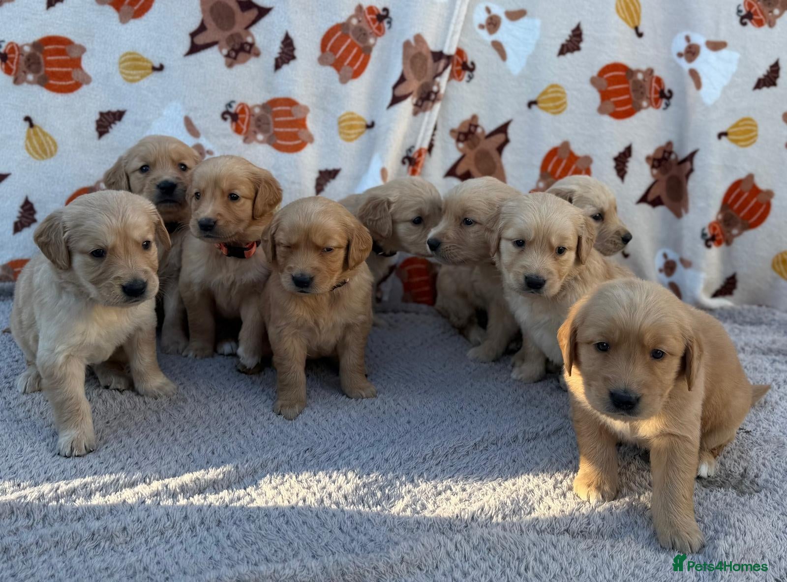 Golden Retriever dogs Beautiful golden retriever puppies - Advert 2