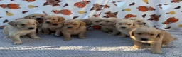 Golden Retriever dogs for sale: Beautiful golden retriever puppies - Advert 7