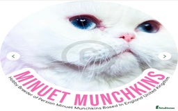 Munchkin cats for sale: White Persian Minuet munchkin blue & odd eyes - Image 16