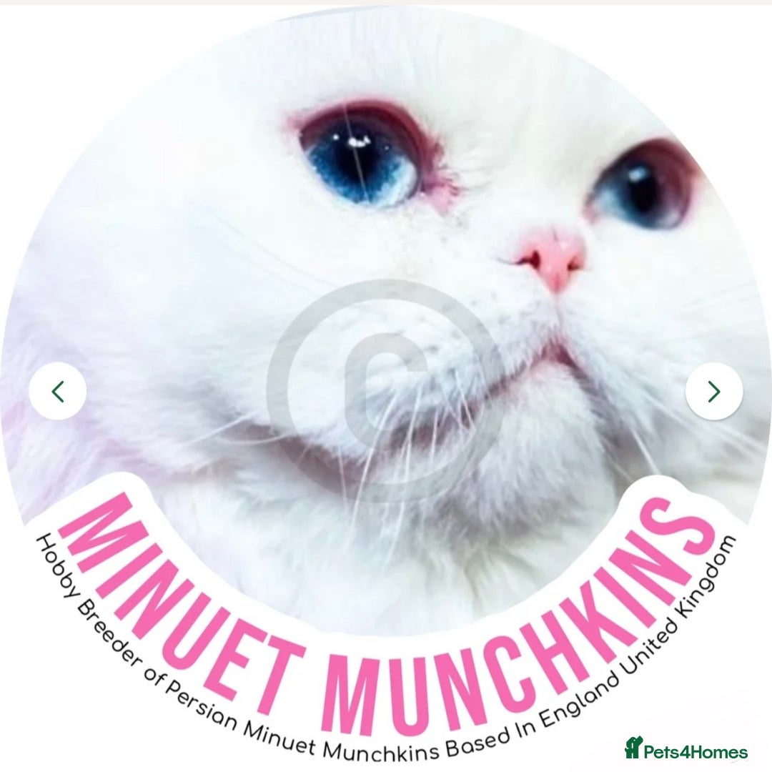 Munchkin cats for sale: White Persian Minuet munchkin blue & odd eyes - Image 16