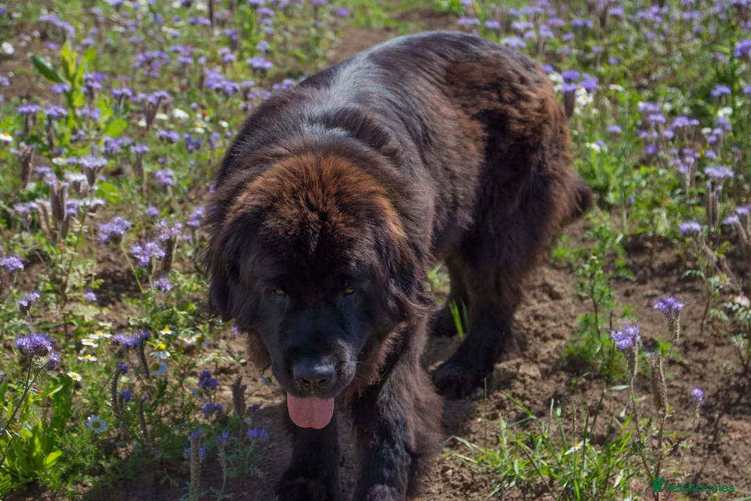 Newfoundland dogs for sale: Beautiful health tested girl for loving family - Advert 1