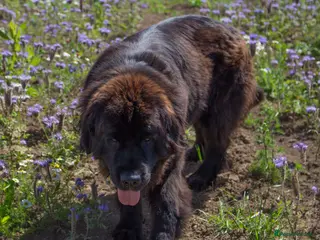 Newfoundland dogs Beautiful health tested girl for loving family - Advert 13