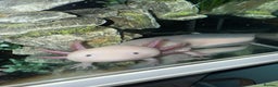 Axolotl reptiles for sale: 2 Leucistic Axolotl Males - Advert 4