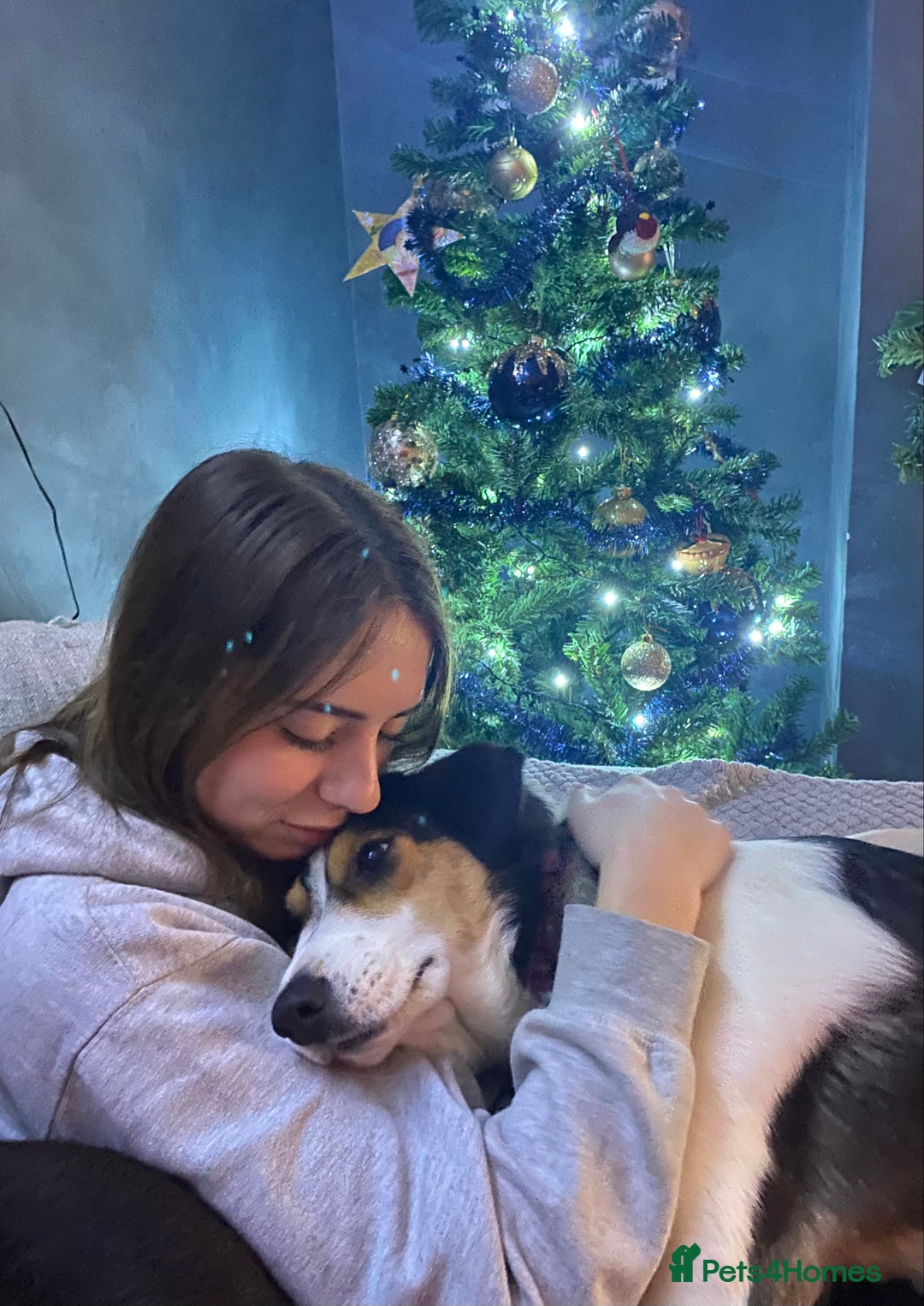 Mixed Breed dogs for adoption: Angel 👼🏼  - Advert 6