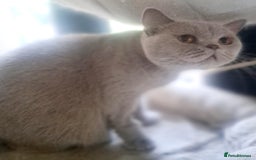 British Shorthair cats for sale: Beautiful Lilac British Shorthair Female - Image 10