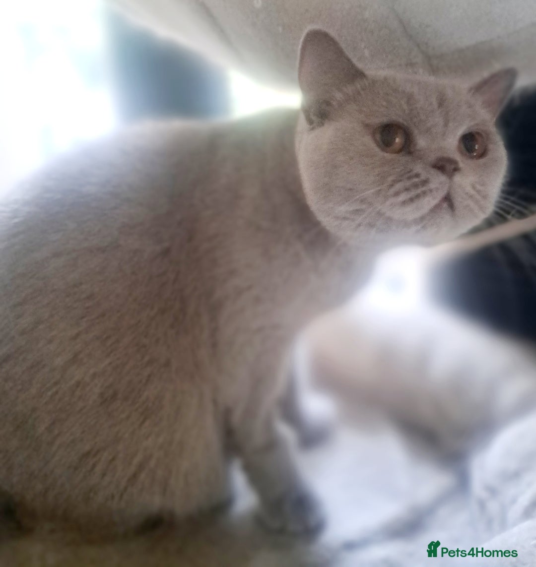 British Shorthair cats for sale: Beautiful Lilac British Shorthair Female - Image 10