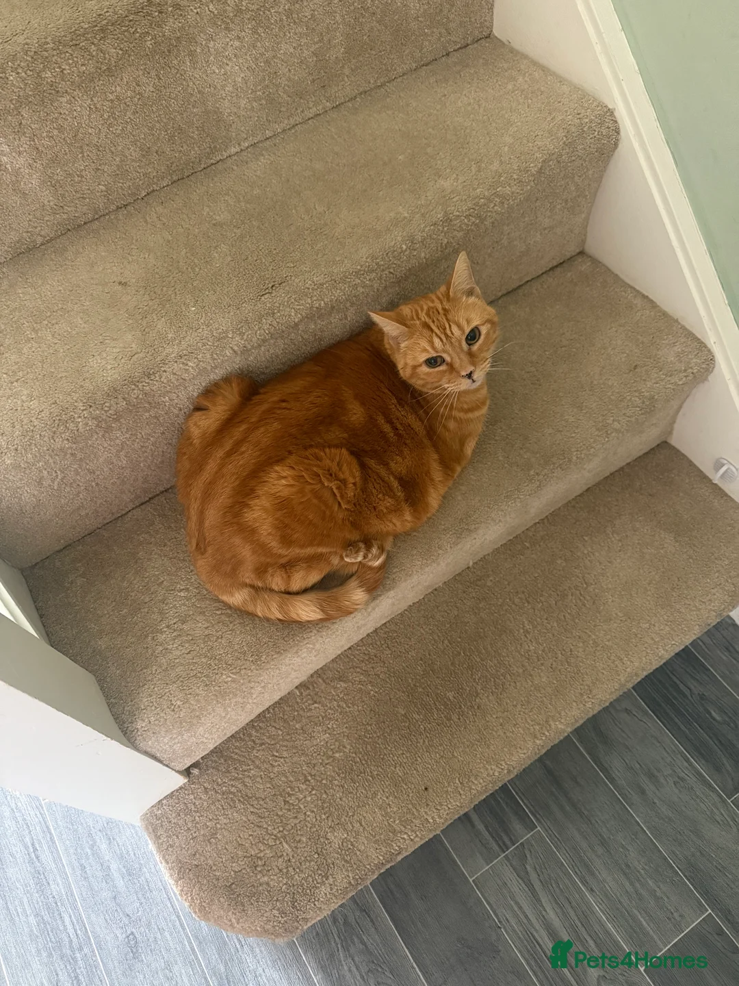 Mixed Breed cats for sale:  **  -indoor cats - Advert 3