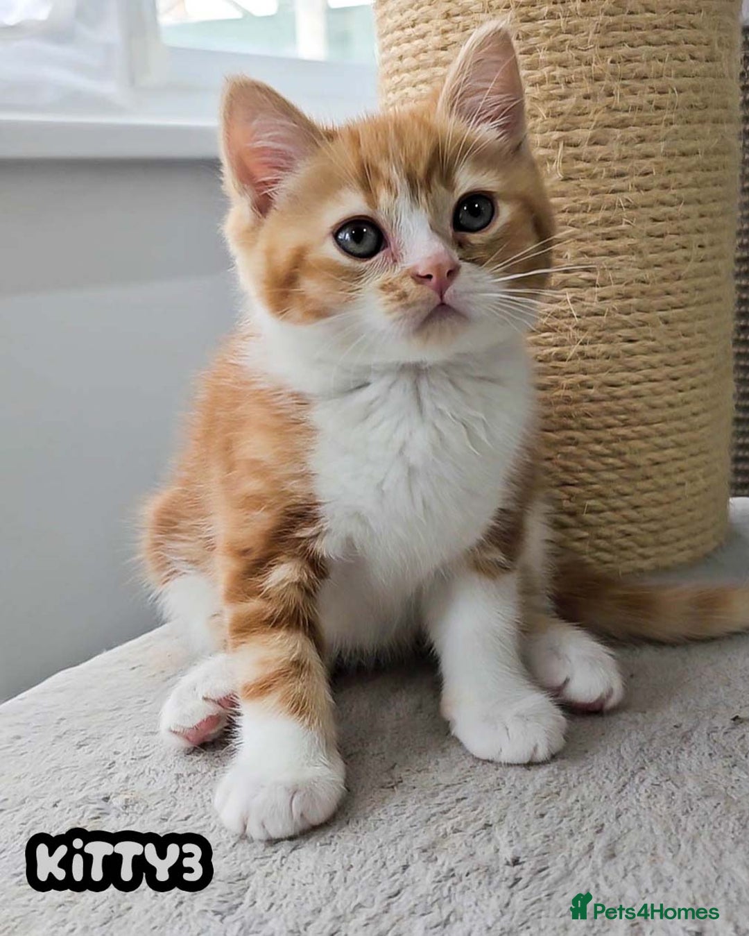 British Shorthair cats for sale: Adorable Kittens Ready For Reservation  - Image 39