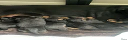 Rottweiler dogs for sale: Rottweiler puppies for sale - Advert 3