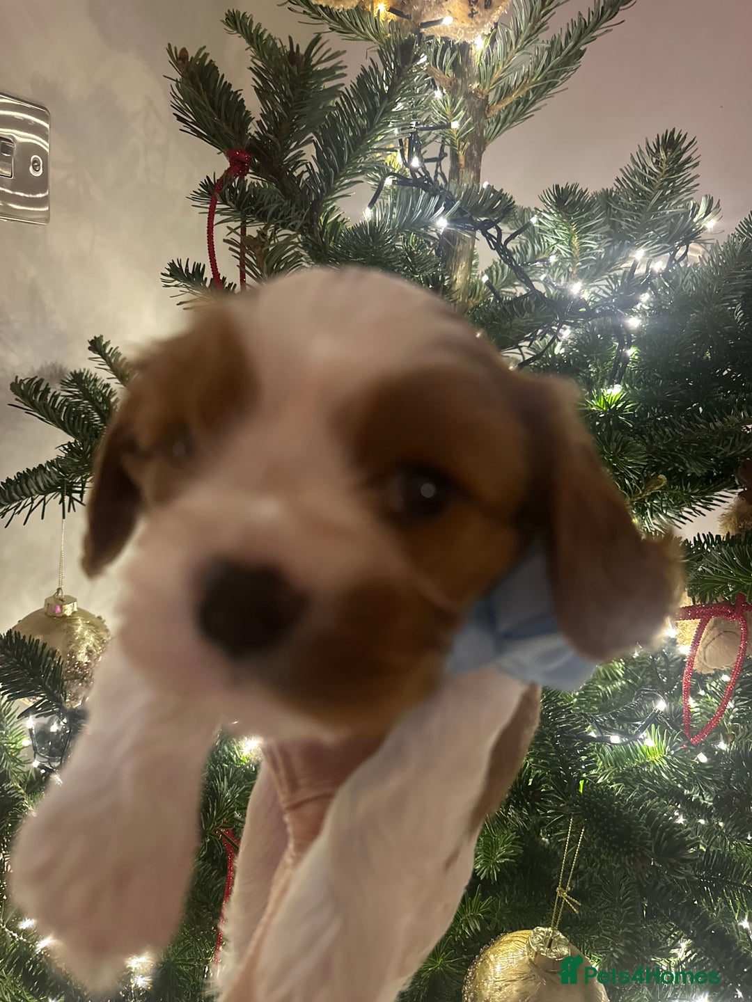 Cavalier King Charles Spaniel dogs for sale: King Charles Cavalier Boy Puppy Champ Stud - Advert 7