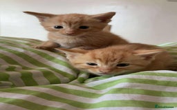 Mixed Breed cats for sale: Only gingers left!  - Image 1
