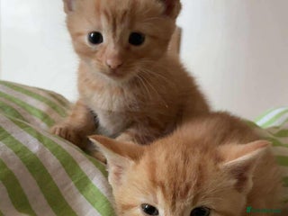 Mixed Breed cats - Advert 1