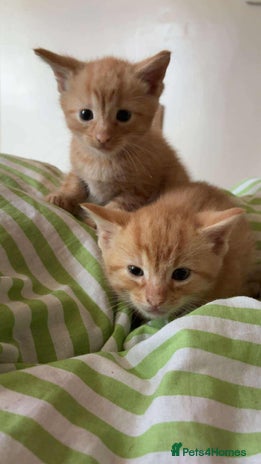 Mixed Breed cats - Advert 1