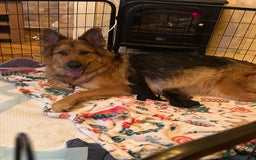 German Shepherd dogs for sale: Pedigree German Shepherd Puppies - Image 1