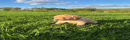 Labrador Retriever dogs for sale: 8 Labrador puppies for sale - Advert 20