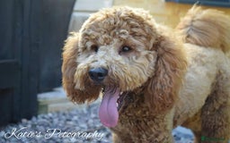 Cockapoo dogs for stud: Stunning proven KC reg Red Miniature Poodle in Cannock - Image 7