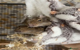 Degus rodents for sale: 2 x Female Degus  - Image 2