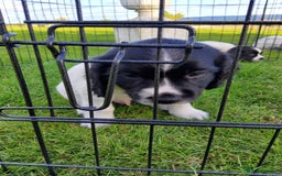 English Springer Spaniel dogs for sale: 3 male Springer Spaniel pups KC Reg and Pedigree - Image 18