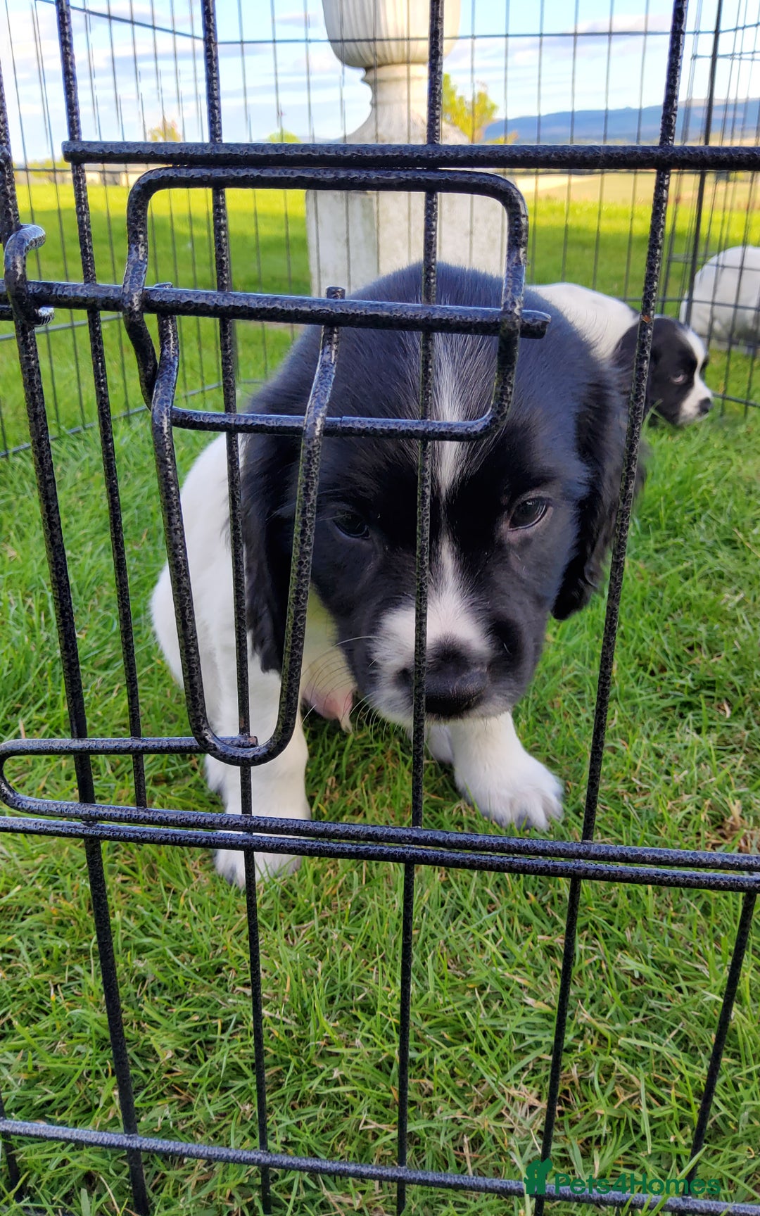 English Springer Spaniel dogs for sale: 3 male Springer Spaniel pups KC Reg and Pedigree - Image 18