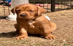 Labrador Retriever dogs for sale: 3 beautiful bitch puppies - Image 2