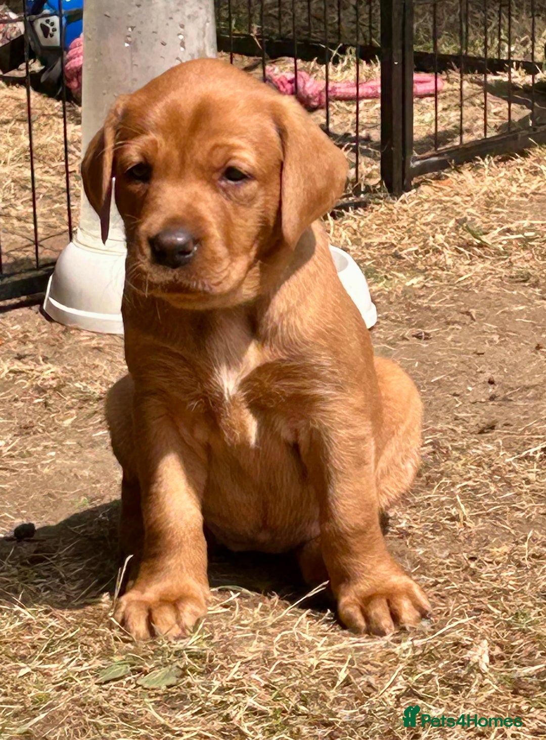 Labrador Retriever dogs for sale: 3 beautiful bitch puppies - Image 2