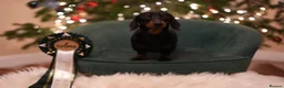 Miniature Dachshund dogs for sale: Two beautiful black & tan minis kc male & female  - Advert 4