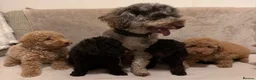 Miniature Poodle dogs for sale: 🐾 Gorgeous Miniature Poodle Puppies 🐾 in Ashford - Advert 9
