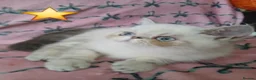 Exotic cats for sale: EXCEPTIONAL PERSIAN EXOTIC KITTENS  - Advert 7