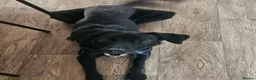 Mixed Breed dogs for sale: Border collie x german shepard - Advert 5