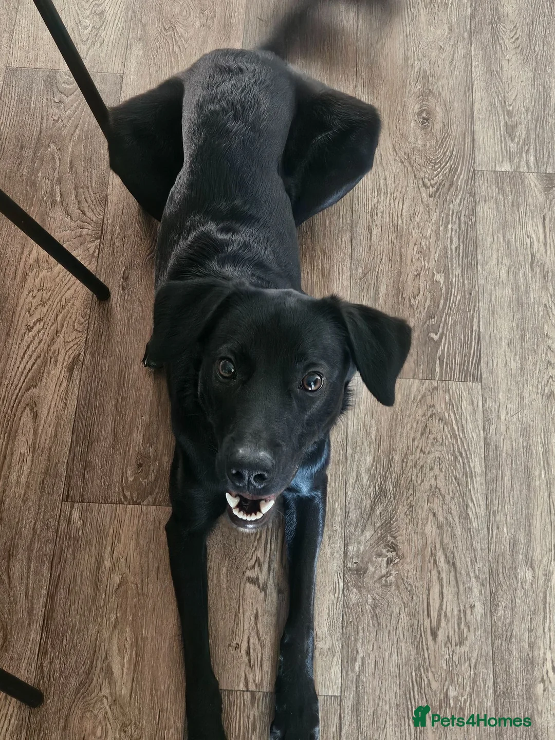 Mixed Breed dogs for sale: Border collie x german shepard - Advert 5