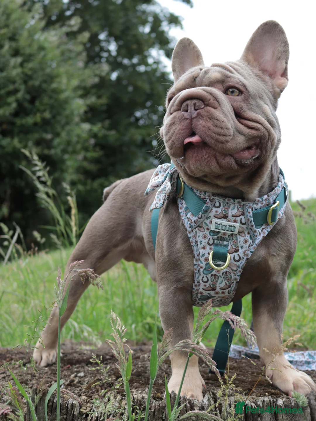 French Bulldog dogs for stud: Mr shady boy✨ - Advert 1