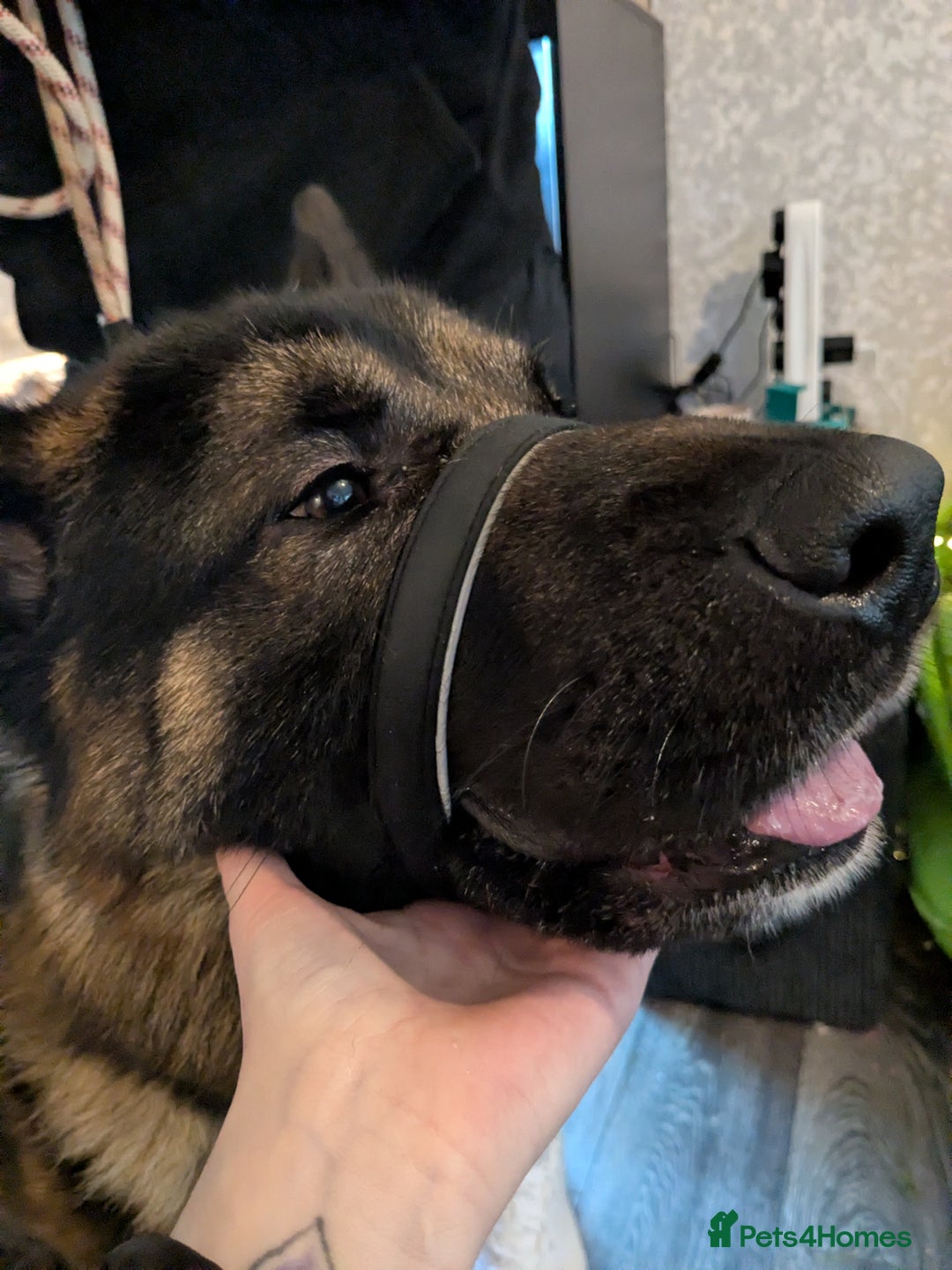 Mixed Breed dogs for sale: GSD Mix Adult Male – Needs Experienced, Adult-Only - Advert 2