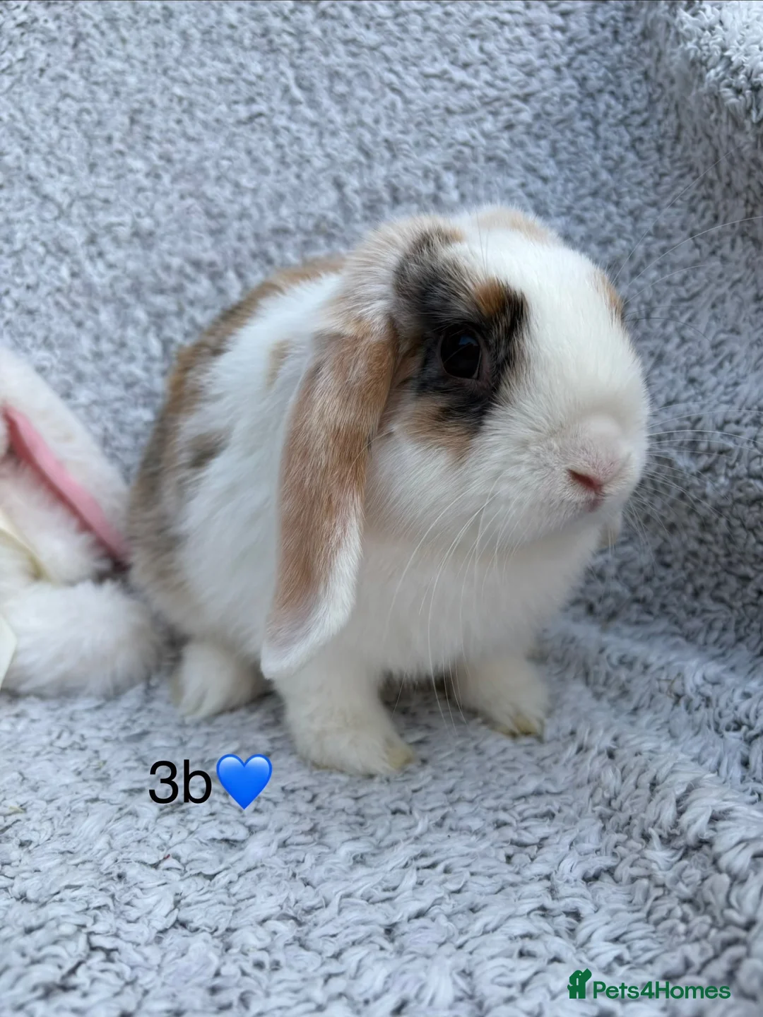 Mixed Breed rabbits for sale: Available now! - Advert 2